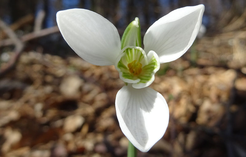 Galanthus nivalis - Amaryllidaceae (Alliaceae)